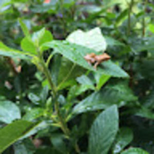 Meet your Posher, Nina